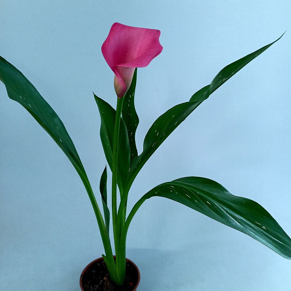 Calla Rosa - Zantedeschia aethiopica - Orquidário 4 Estações ...
