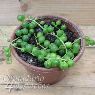 Suculenta Colar De Pérolas Senecio Rowleyanus Orquidário 4 Estações