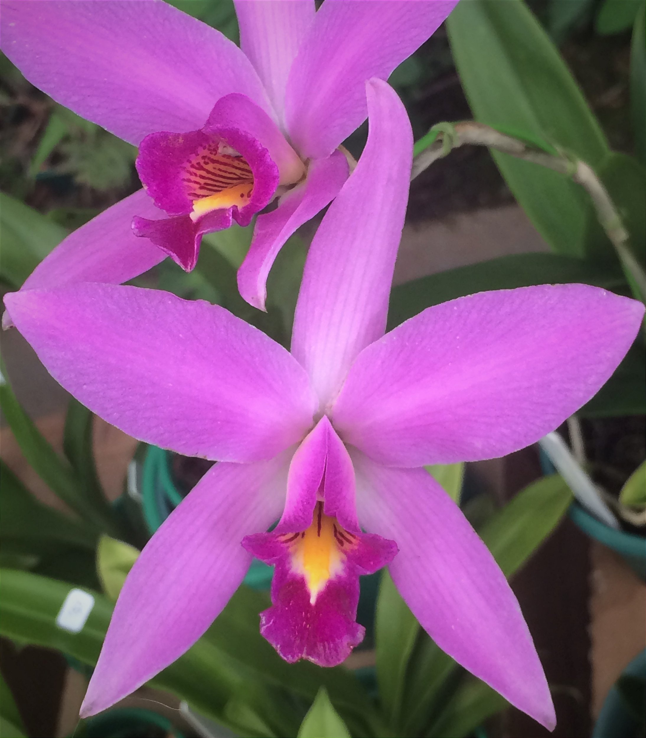 Amino Peixe Garden Adubo para Orquídeas e Jardins - Agrooceânica