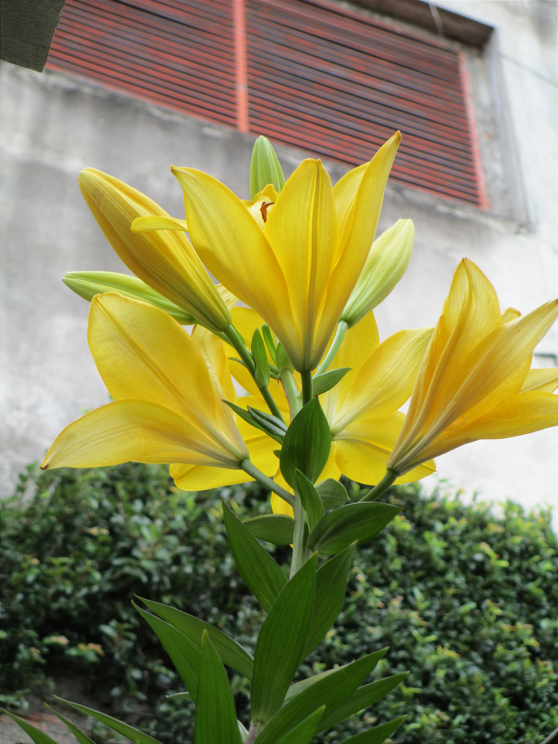 Amino Peixe Garden Adubo para Orquídeas e Jardins - Agrooceânica