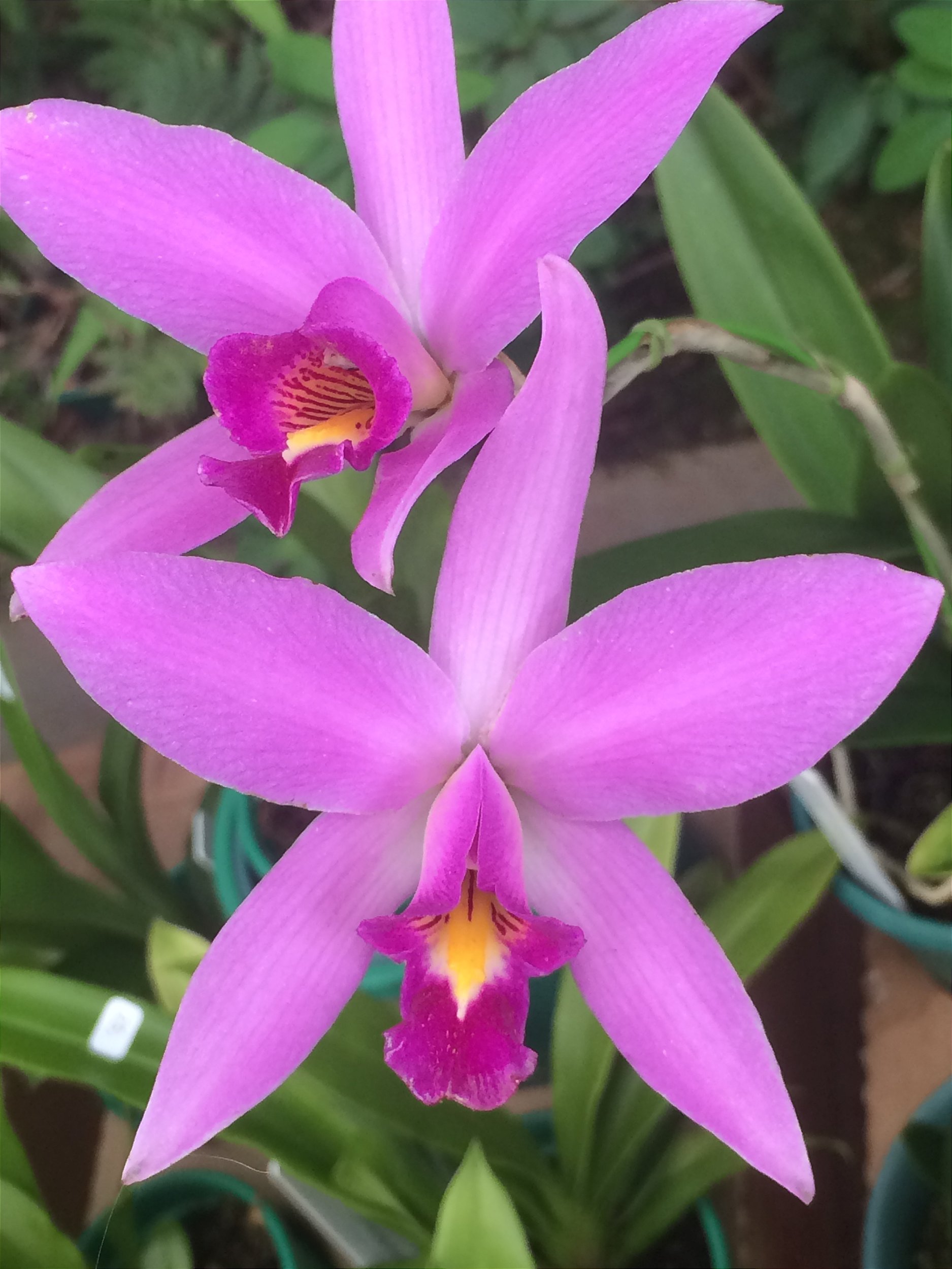 Amino Peixe Garden Adubo para Orquídeas e Jardins - Agrooceânica
