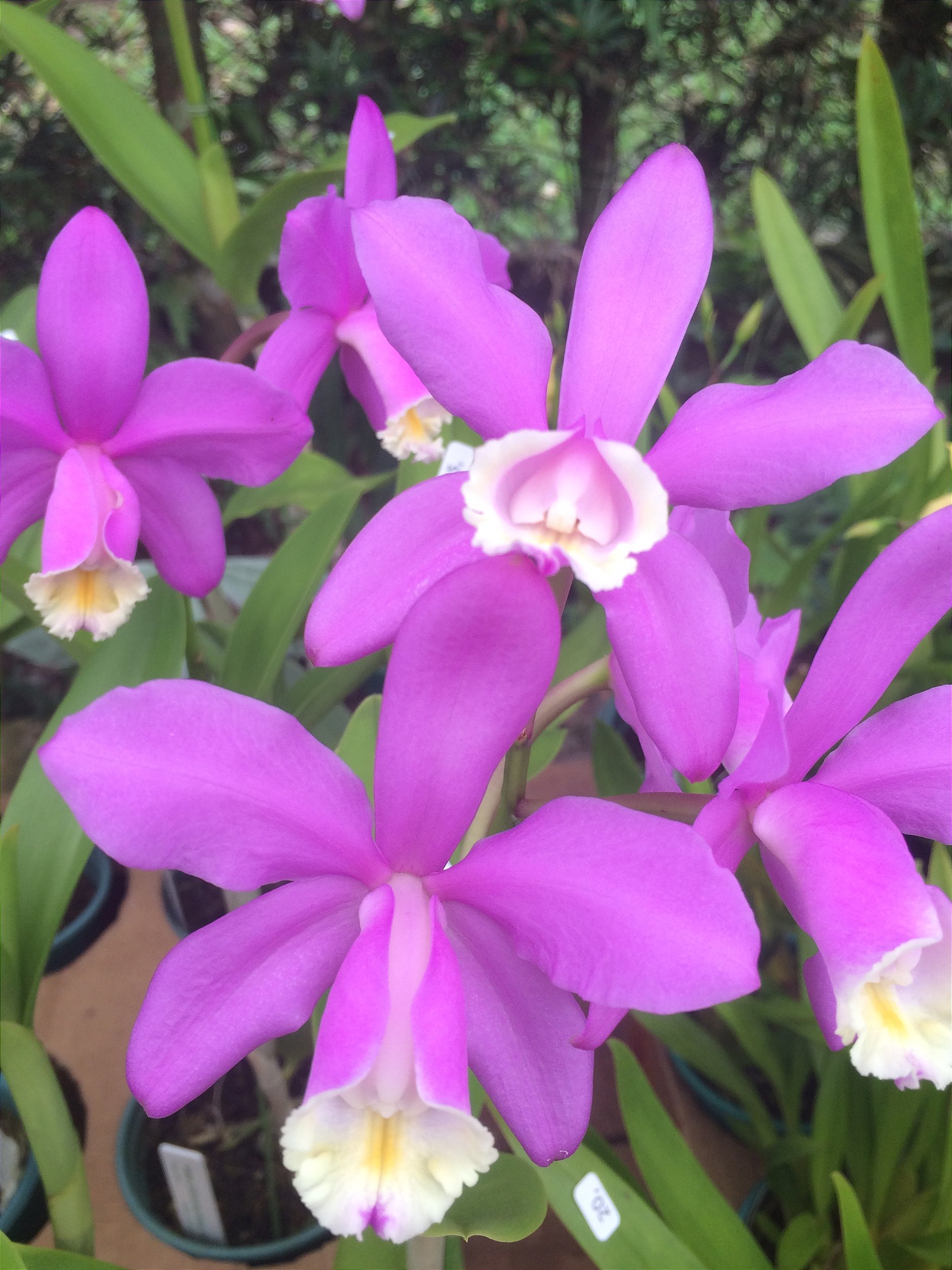 Amino Peixe Garden Adubo para Orquídeas e Jardins - Agrooceânica