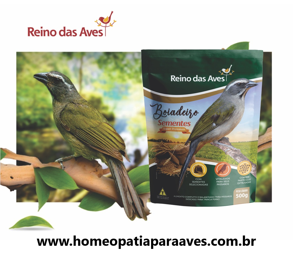 Agapornis: alimentação completa e balanceada