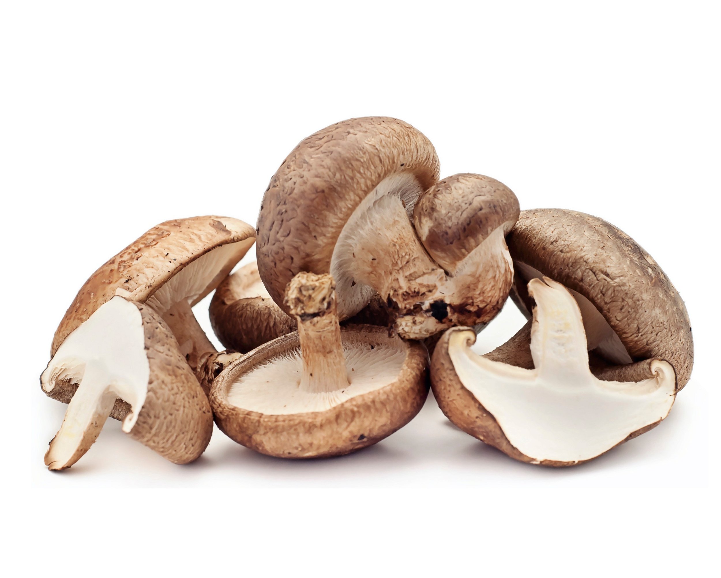 Cogumelo Shiitake Premium Desidratado - 227g - Empório SHIN