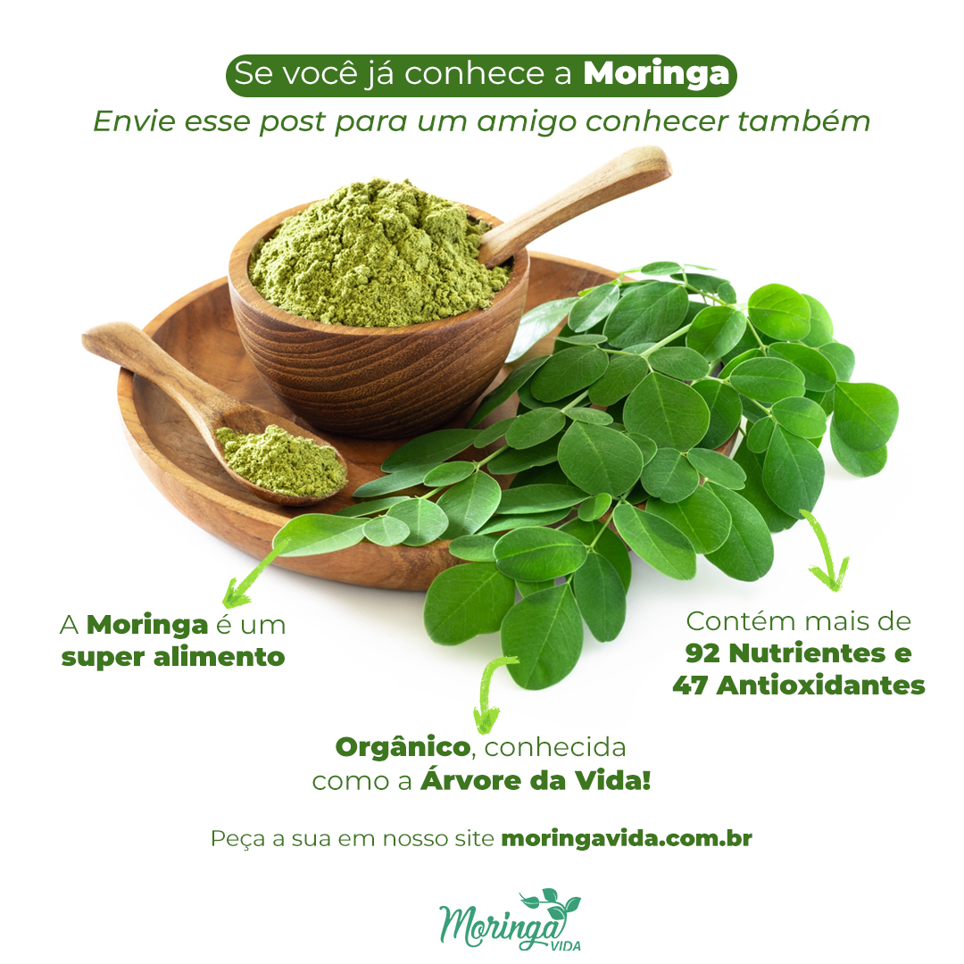 KIT 3 POTES DE MORINGA - Moringa oleífera, árvore da vida e fonte de ...