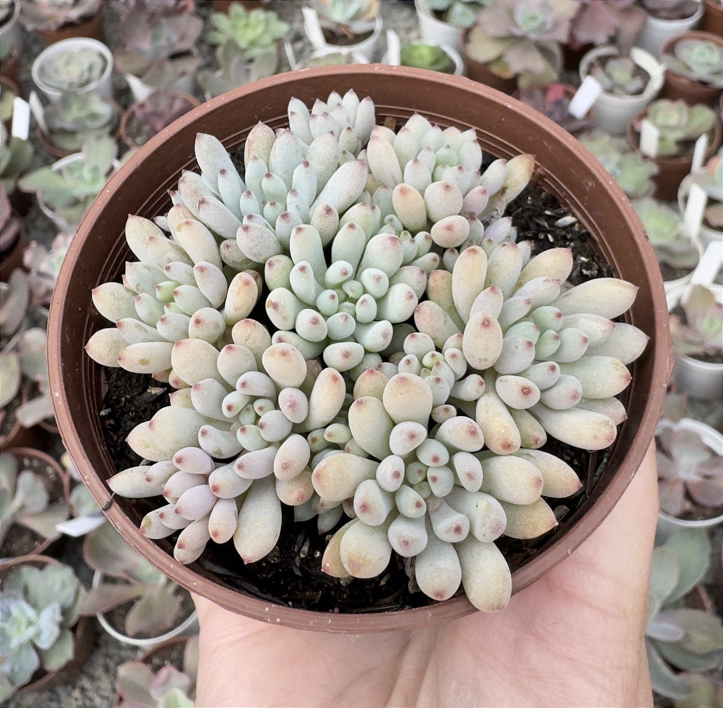 GRAP. PACHYPHYLLUM ROSE POTE 9 - Suculove By Juh