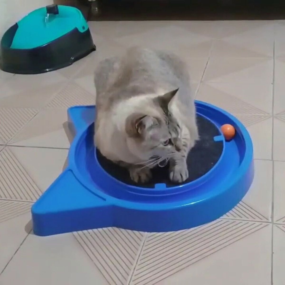 その他 Gato KIT CAT BRINCAT ECONOMICO 3X1 AZUL - Gatos, Sanitário- na Universo Pet