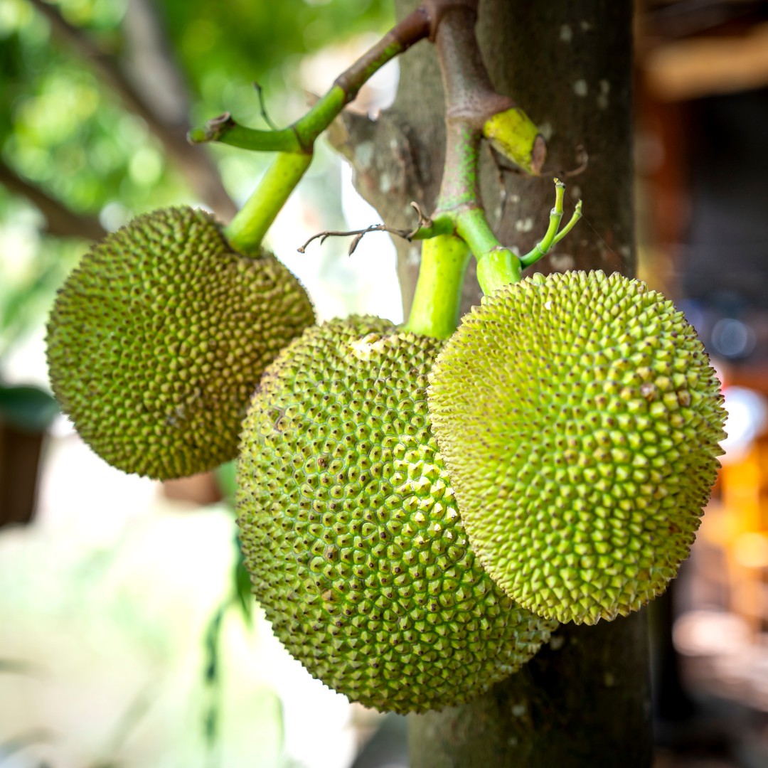 Foto da fruta pão