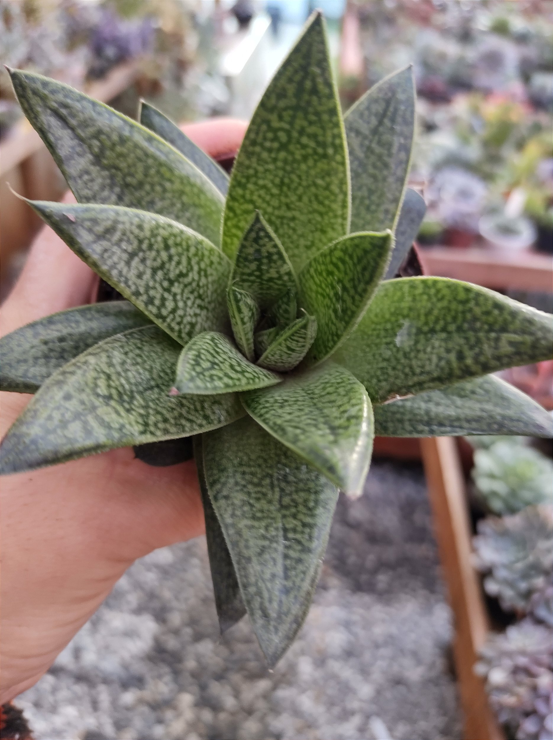 ガステリア 春鶯囀 hyb錦 Gasteria batesiana hyb.'Variegata