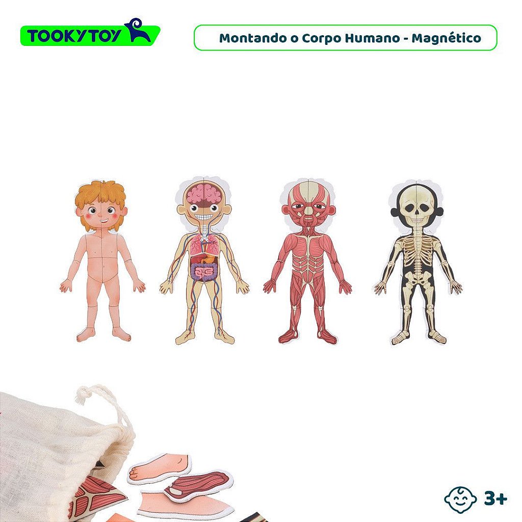 Montando o Corpo Humano (Anatomia Humana) Magnético - Tooky Toy