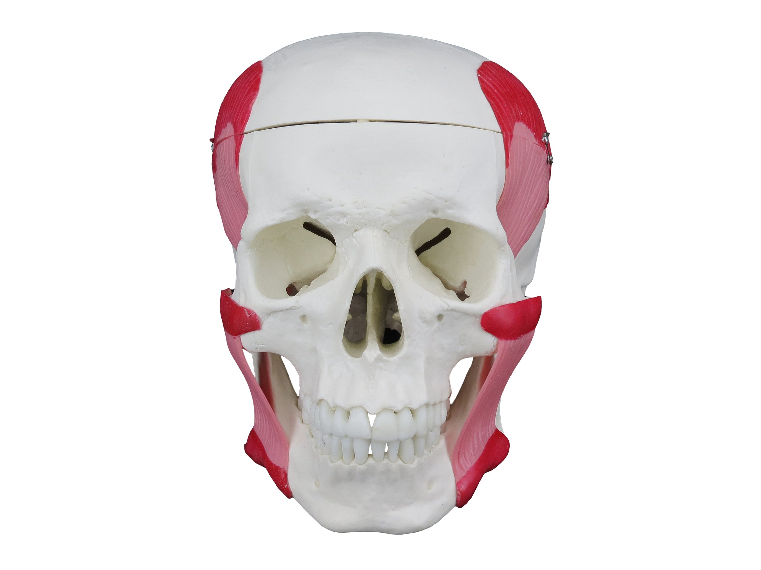 Esqueleto Humano 85 cm - DUMONT SIMULADORES