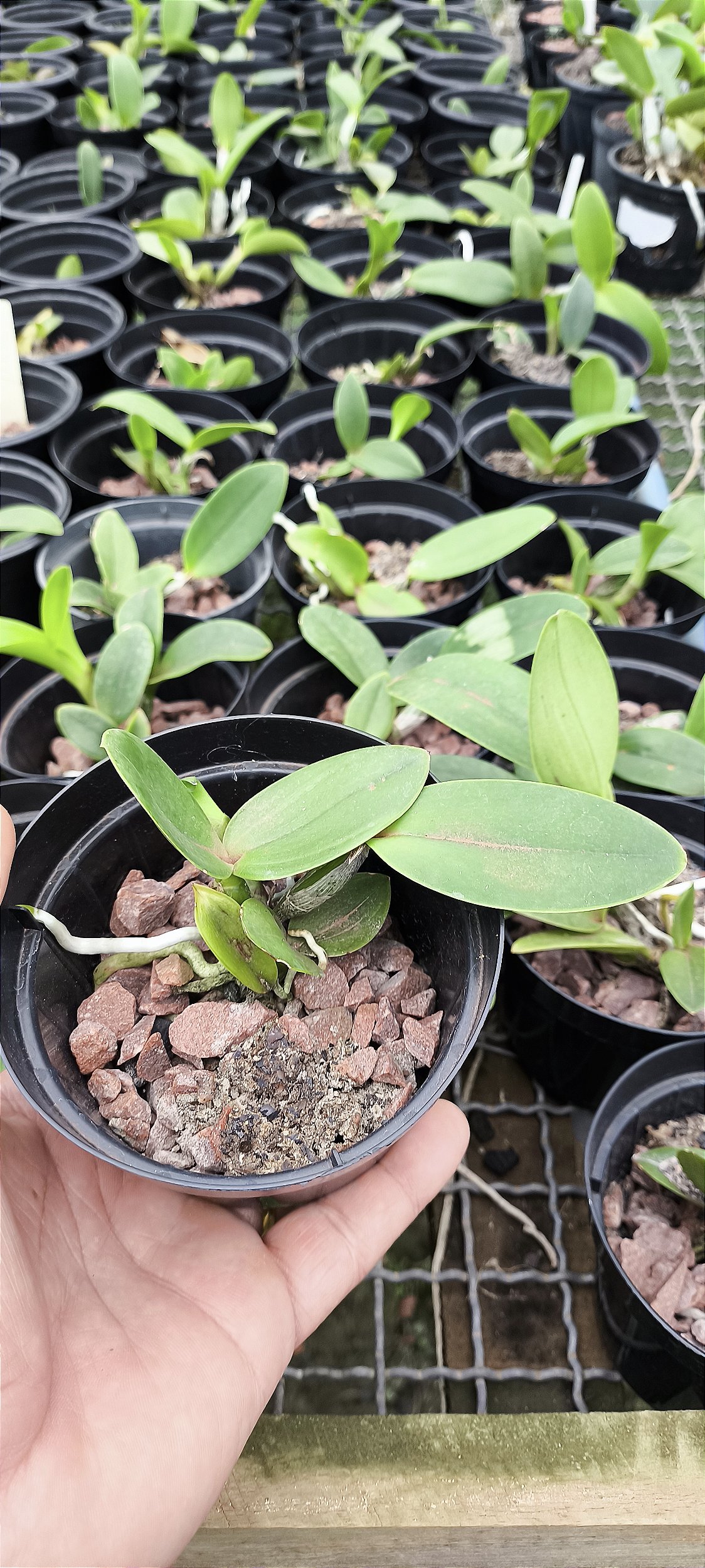 Cattleya Xlabendziana - muda - Orquídario Durval Ferreira