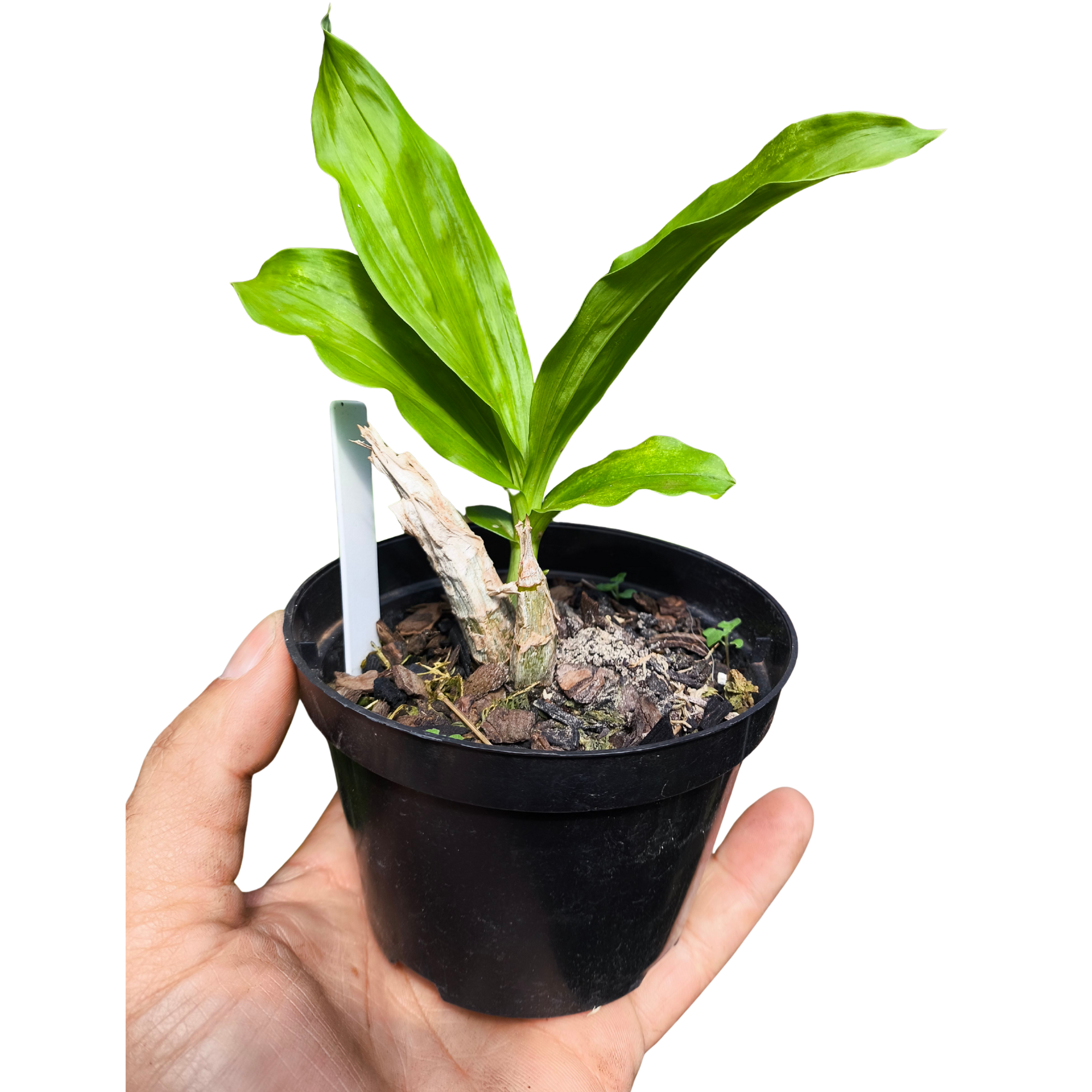 囁囁ナイトメア Euphorsthia* Catasetum Durval ferreira flamea x Irmão Andorinha - Orquídario
