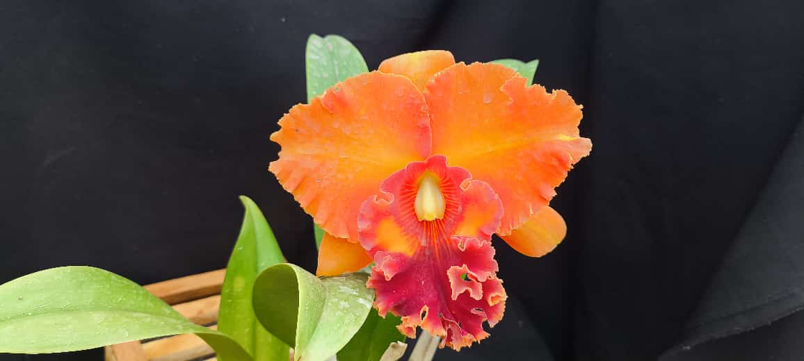 Cattleya Mirian Suzuki Orange Crusk - Adulta - Orquídario Durval
