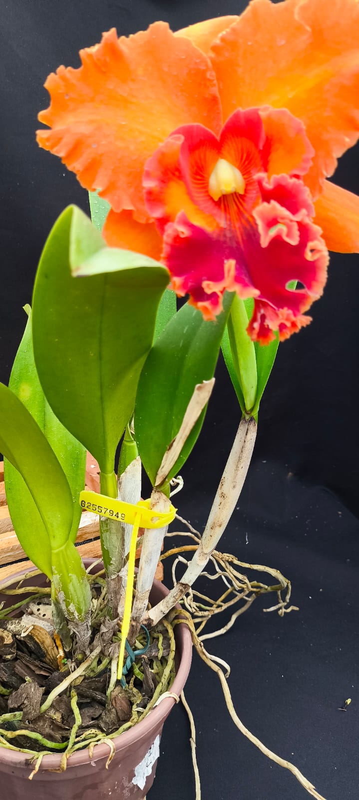 Cattleya Mirian Suzuki Orange Crusk - Adulta - Orquídario Durval