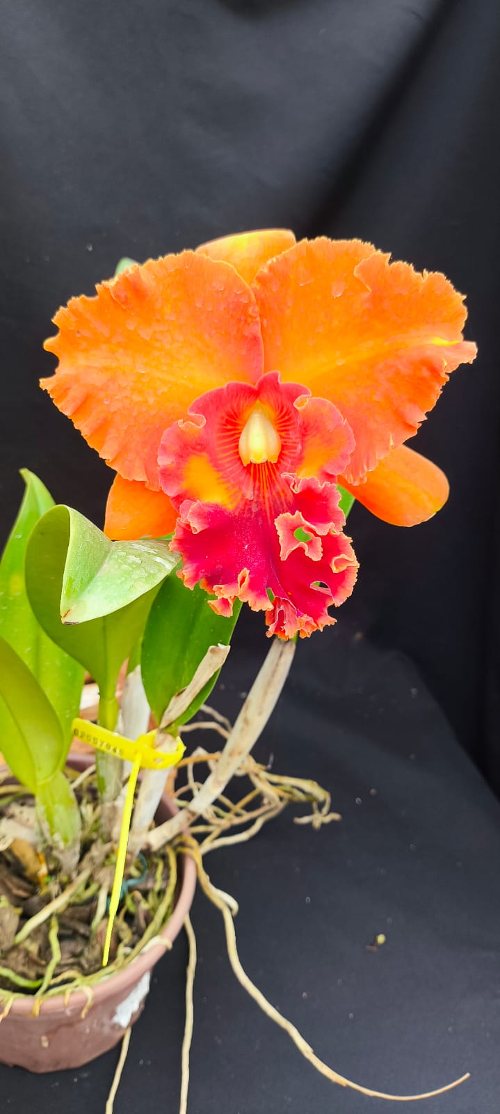 Cattleya Mirian Suzuki Orange Crusk - Adulta - Orquídario Durval