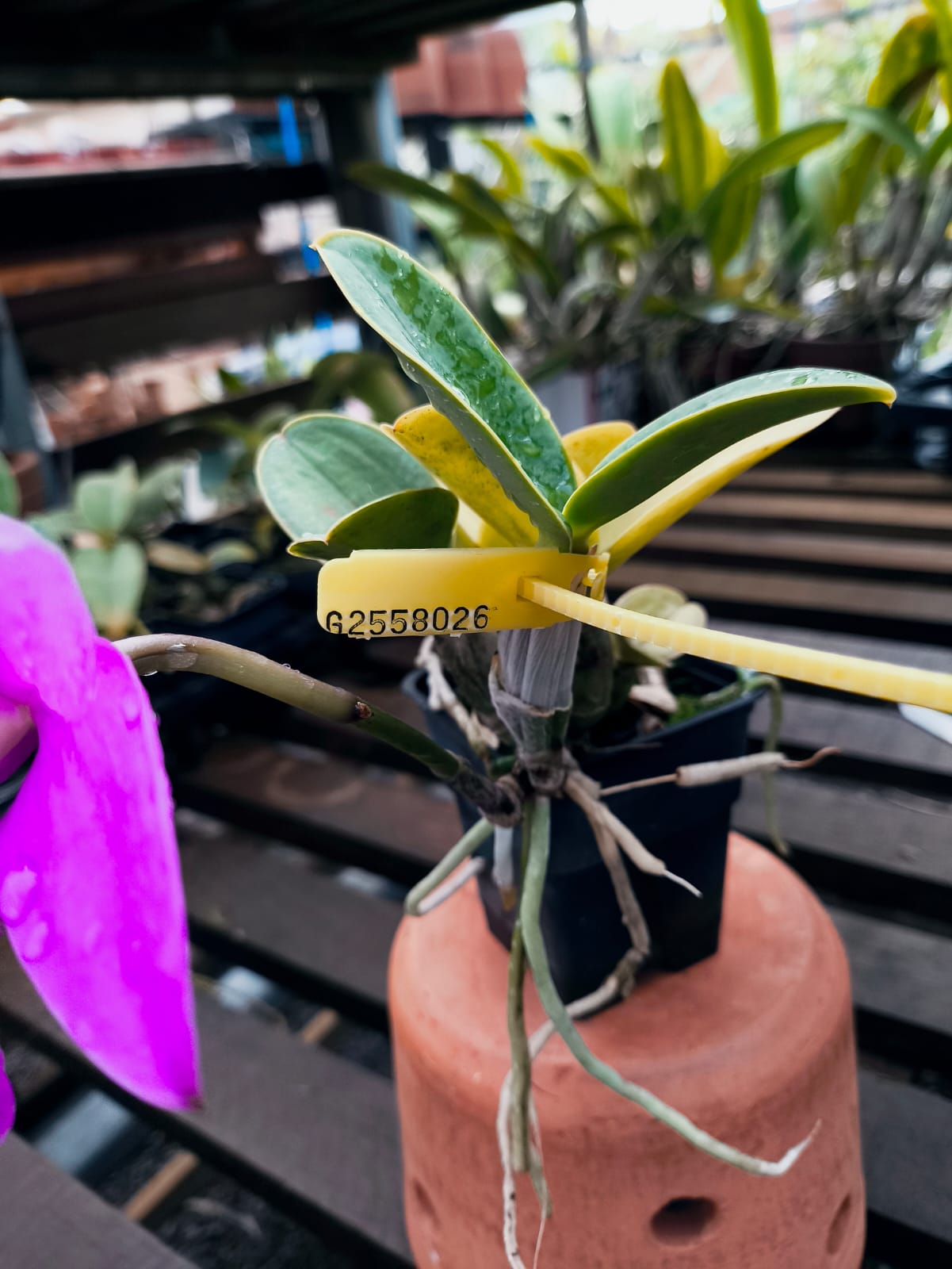 Cattleya Nobilior Flamea Fire Rod - Adulta - Orquídario Durval