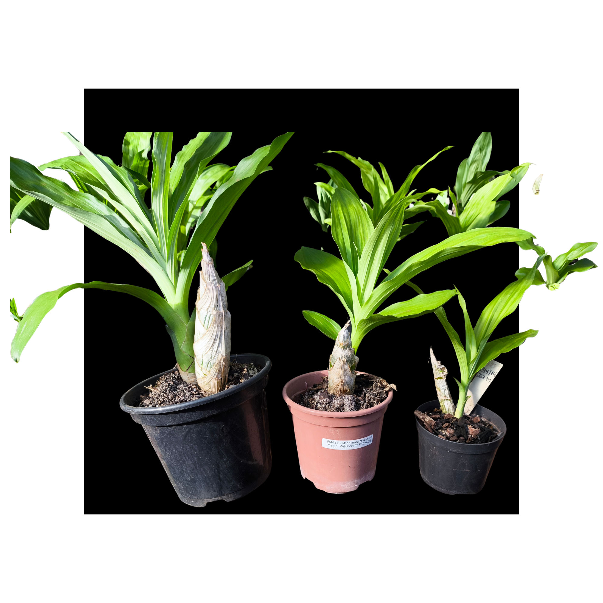 Kit De 3 Catasetum Negros - Especial Negro - Orquídario Durval