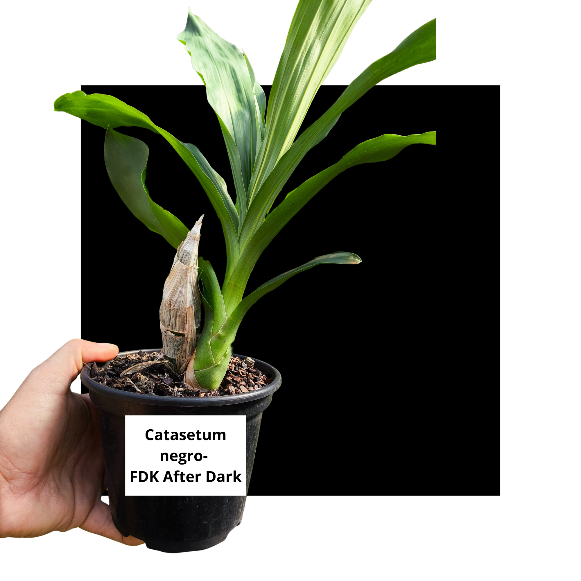 Kit De 3 Catasetum Negros - Especial Negro - Orquídario Durval