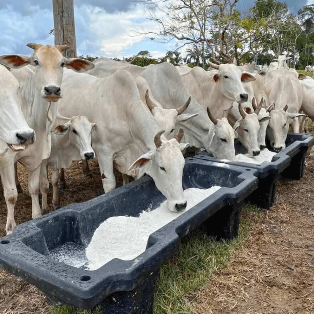 Sal Branco/Comum Marinho para Gado 25 Kg | Cimsal - Força do Campo ...