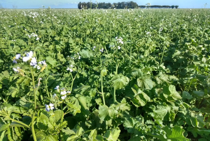 Nabo Forrageiro sementes - AgroJão