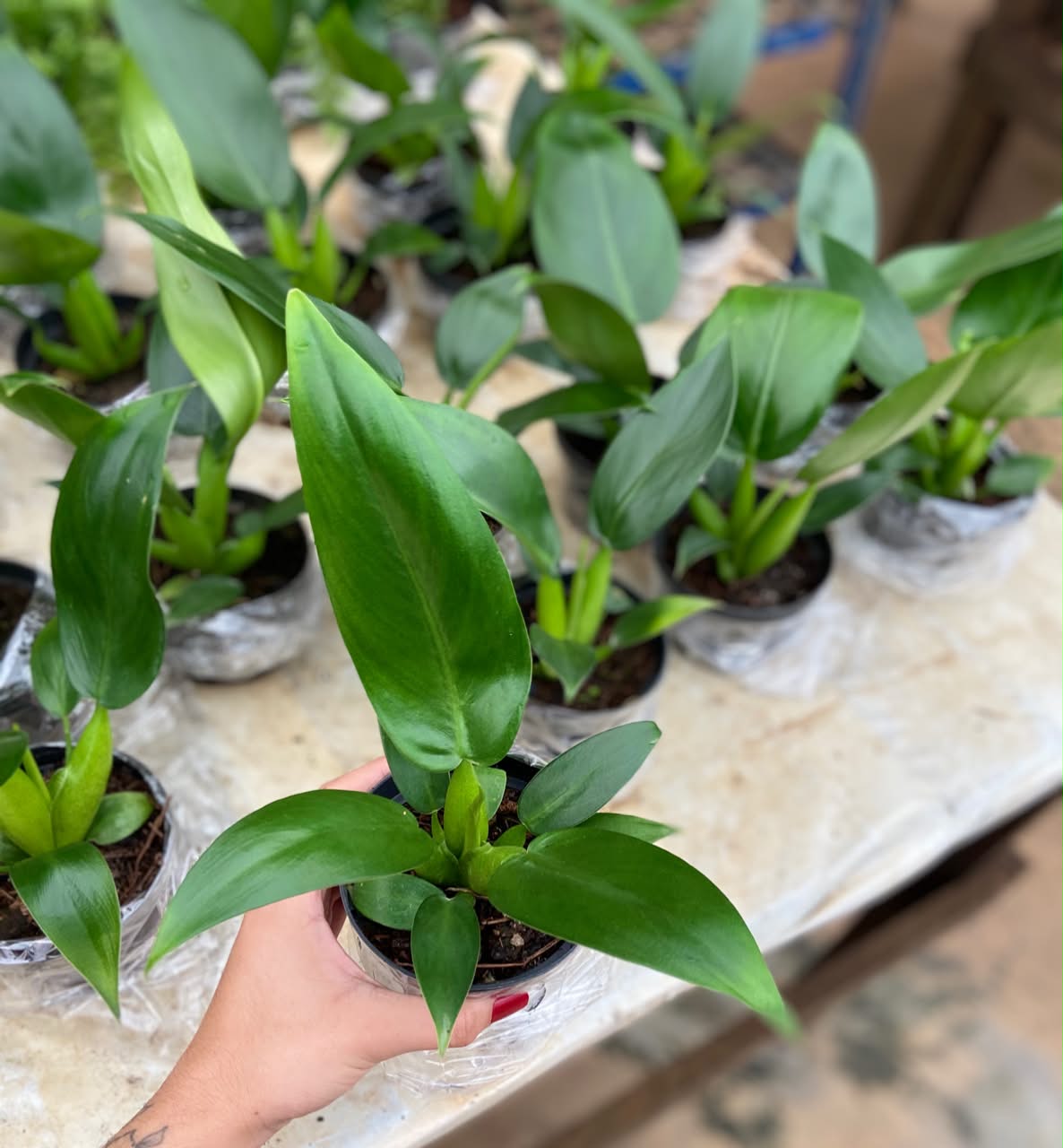 PACOVÁ (Philodendron martiaum) - Pote 11 - Rebrotar Plantas