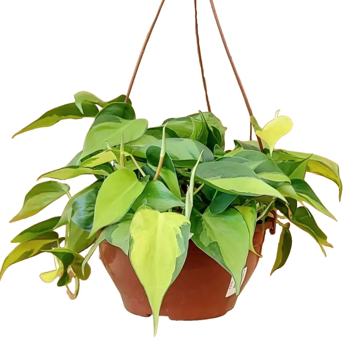 FILODENDRO BRASIL (Philodendron hederaceum) - C21 - Rebrotar Plantas