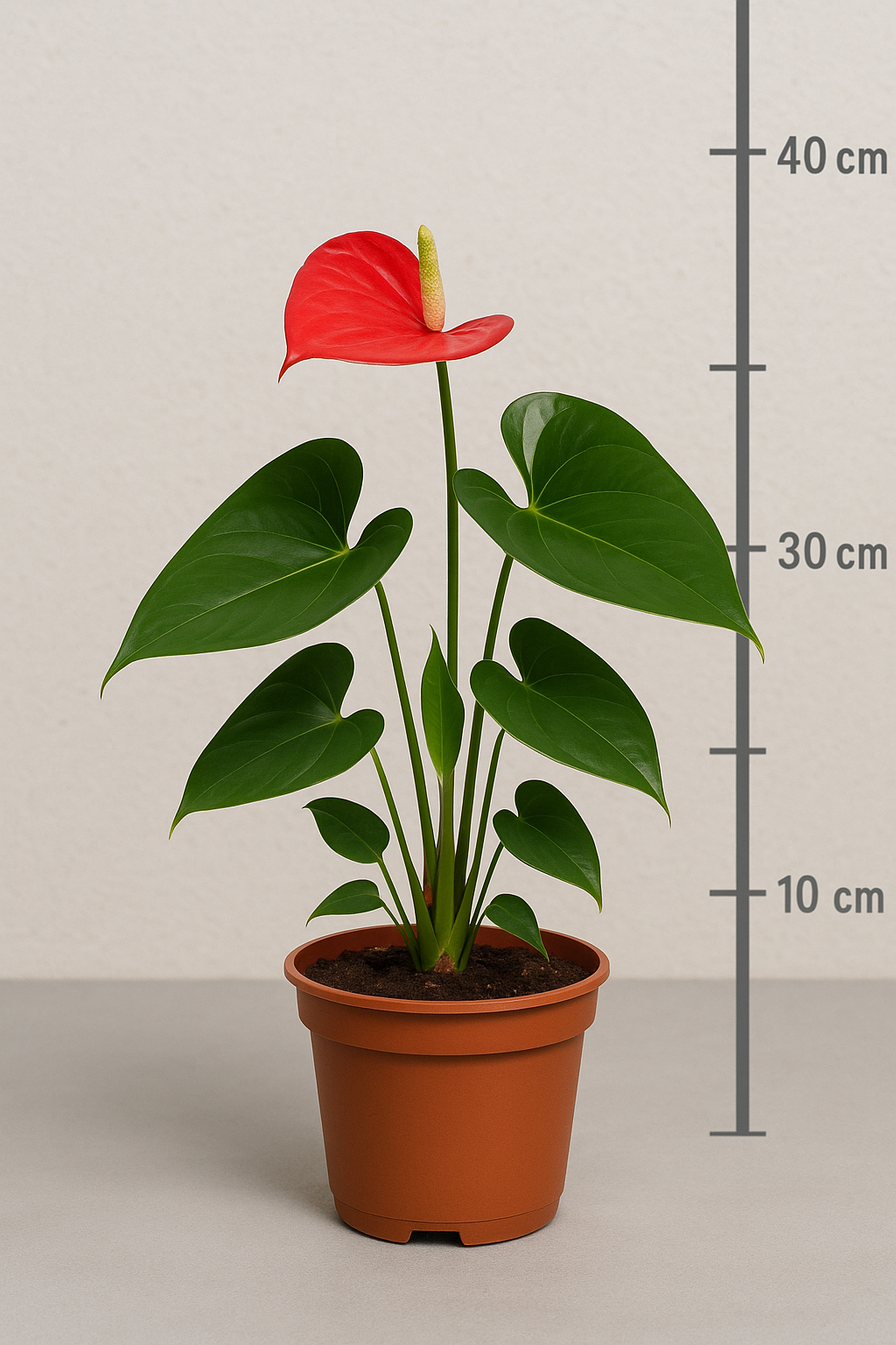 ANTRIO (Anthurium andraeanum) - Rebrotar Plantas
