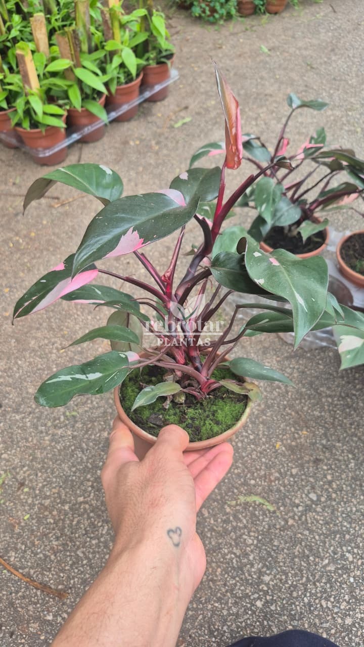 FILODENDRO PINK PRINCESS (Philodendron erubescens 'Pink Princess