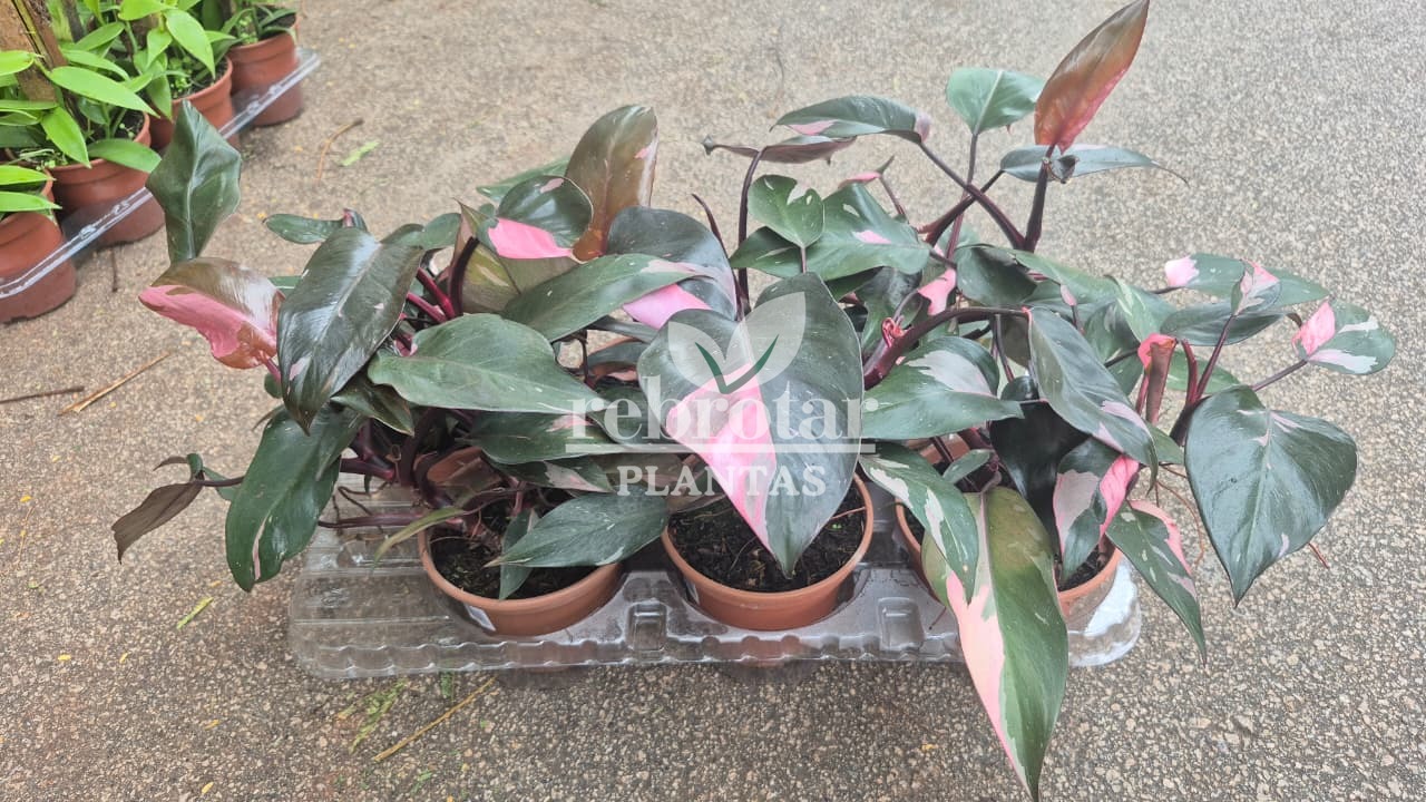 FILODENDRO PINK PRINCESS (Philodendron erubescens 'Pink Princess