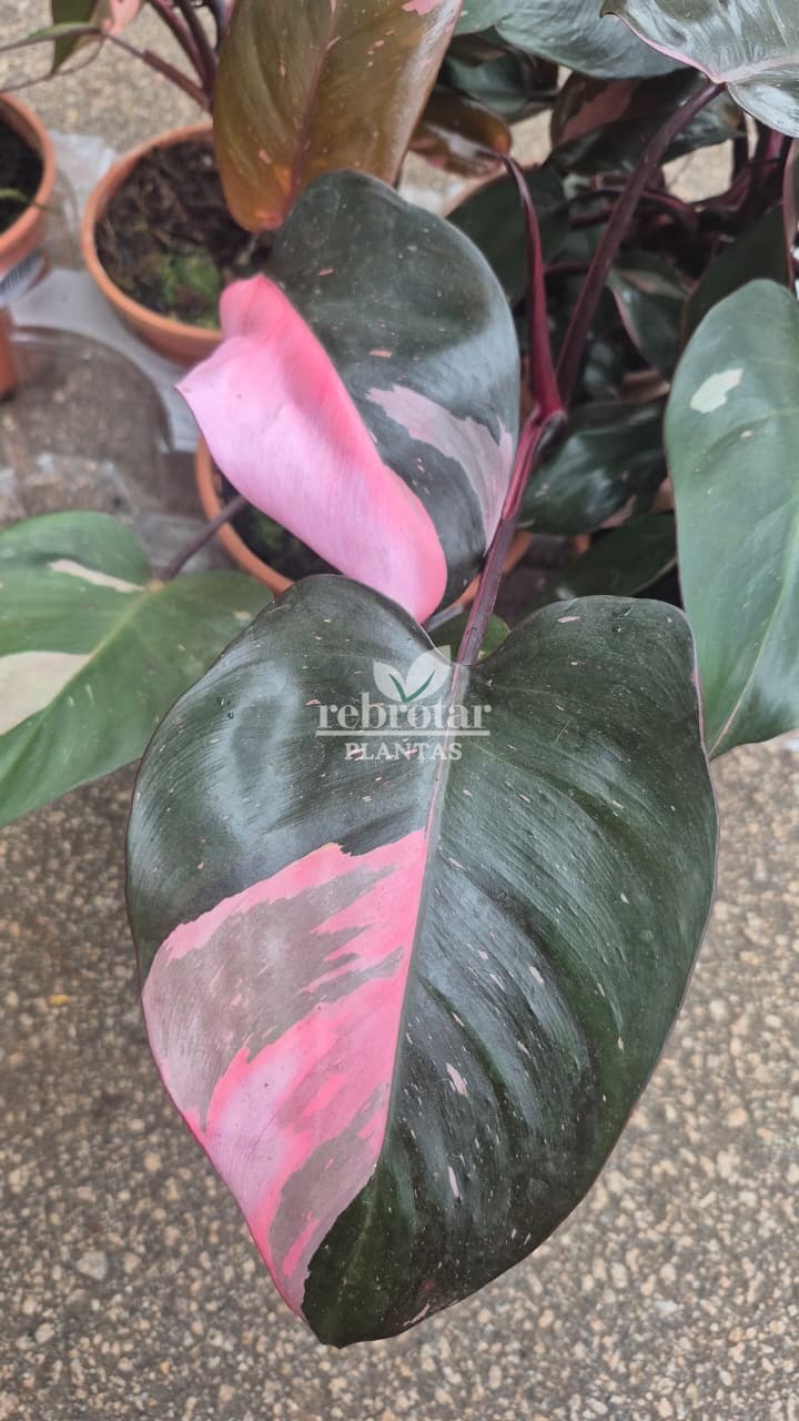 FILODENDRO PINK PRINCESS (Philodendron erubescens 'Pink Princess