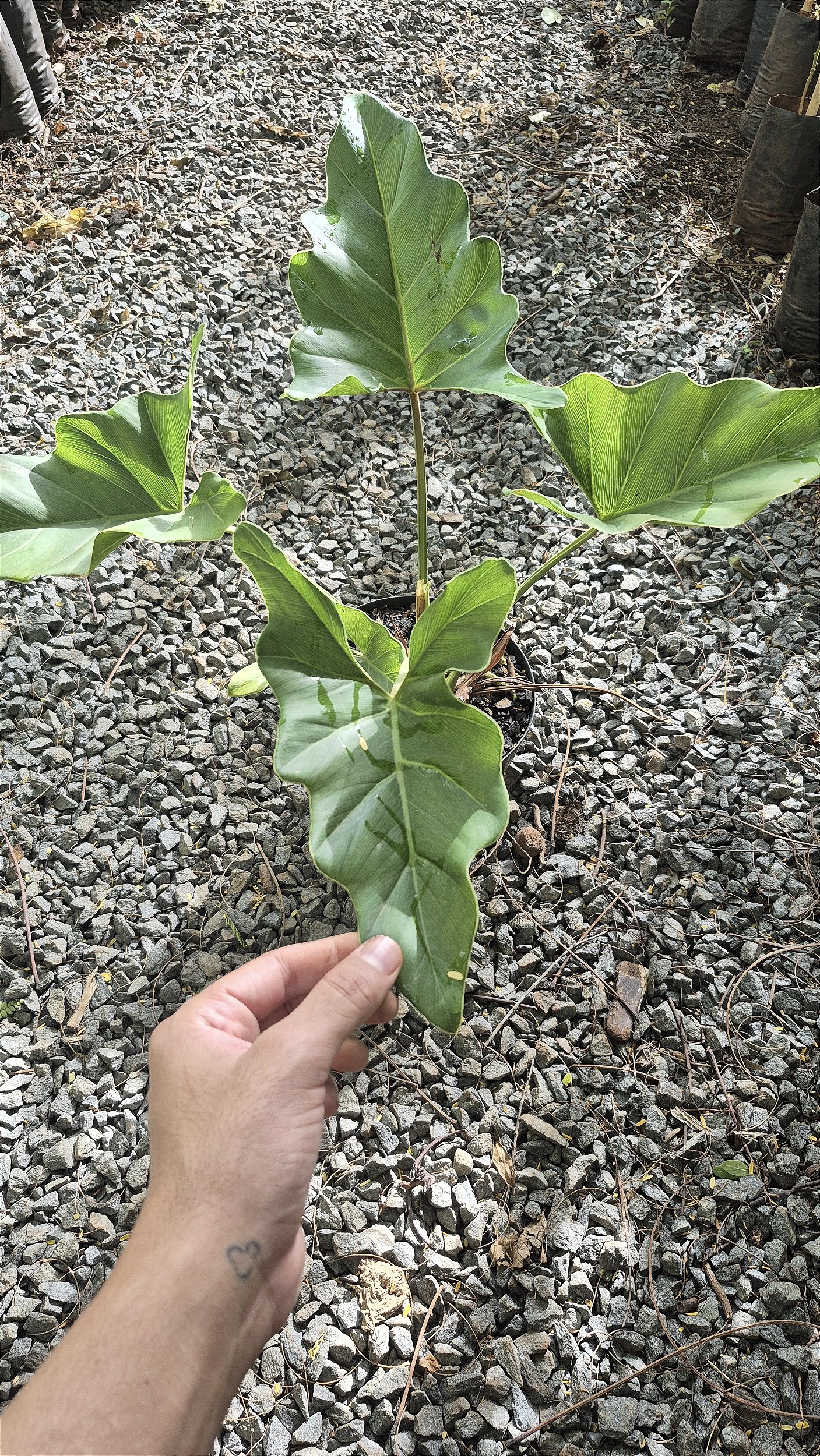 FILODENDRO ONDULADO (Thaumatophyllum undulatum) - Muda com at 60 cm -  Rebrotar Plantas
