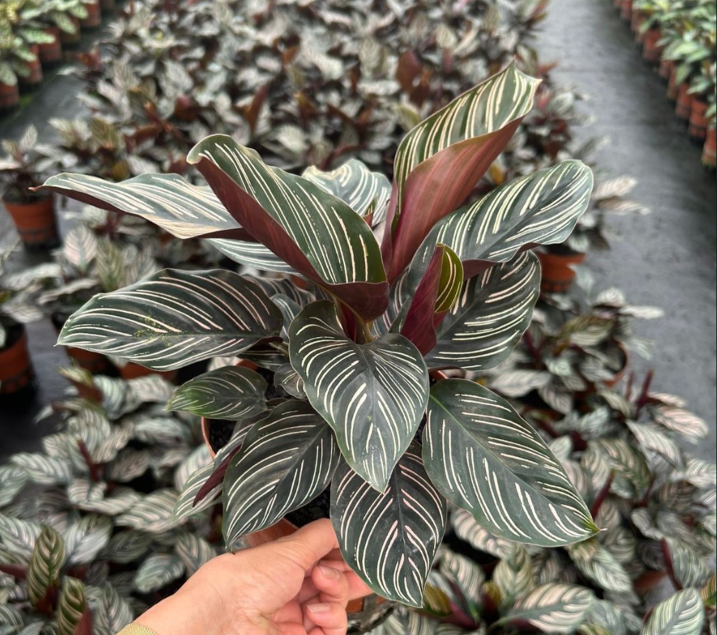 Marantha Riscada Maranta Riscada ou Calathea ornata - Pote 17 - Rebrotar Plantas