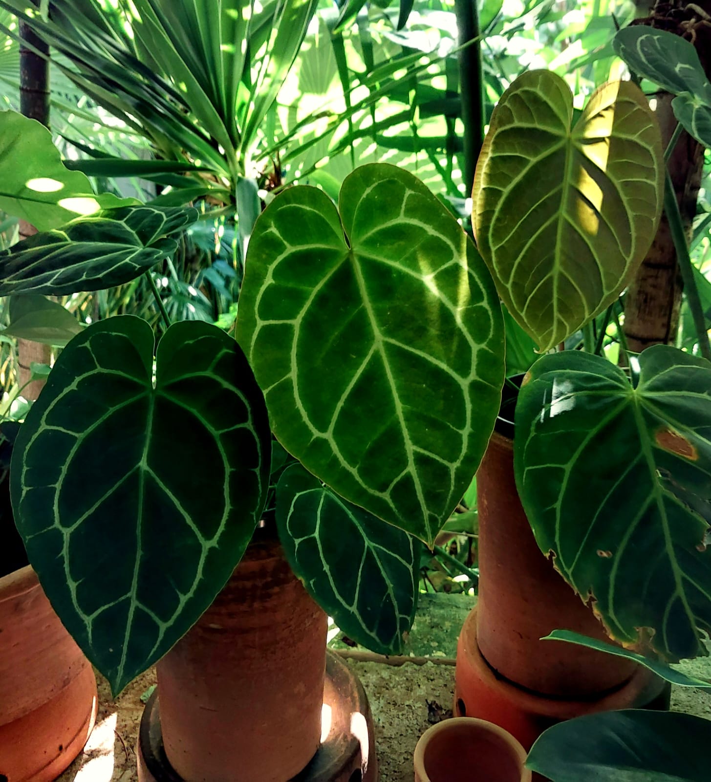 Anthurium crystallinum - Rebrotar Plantas