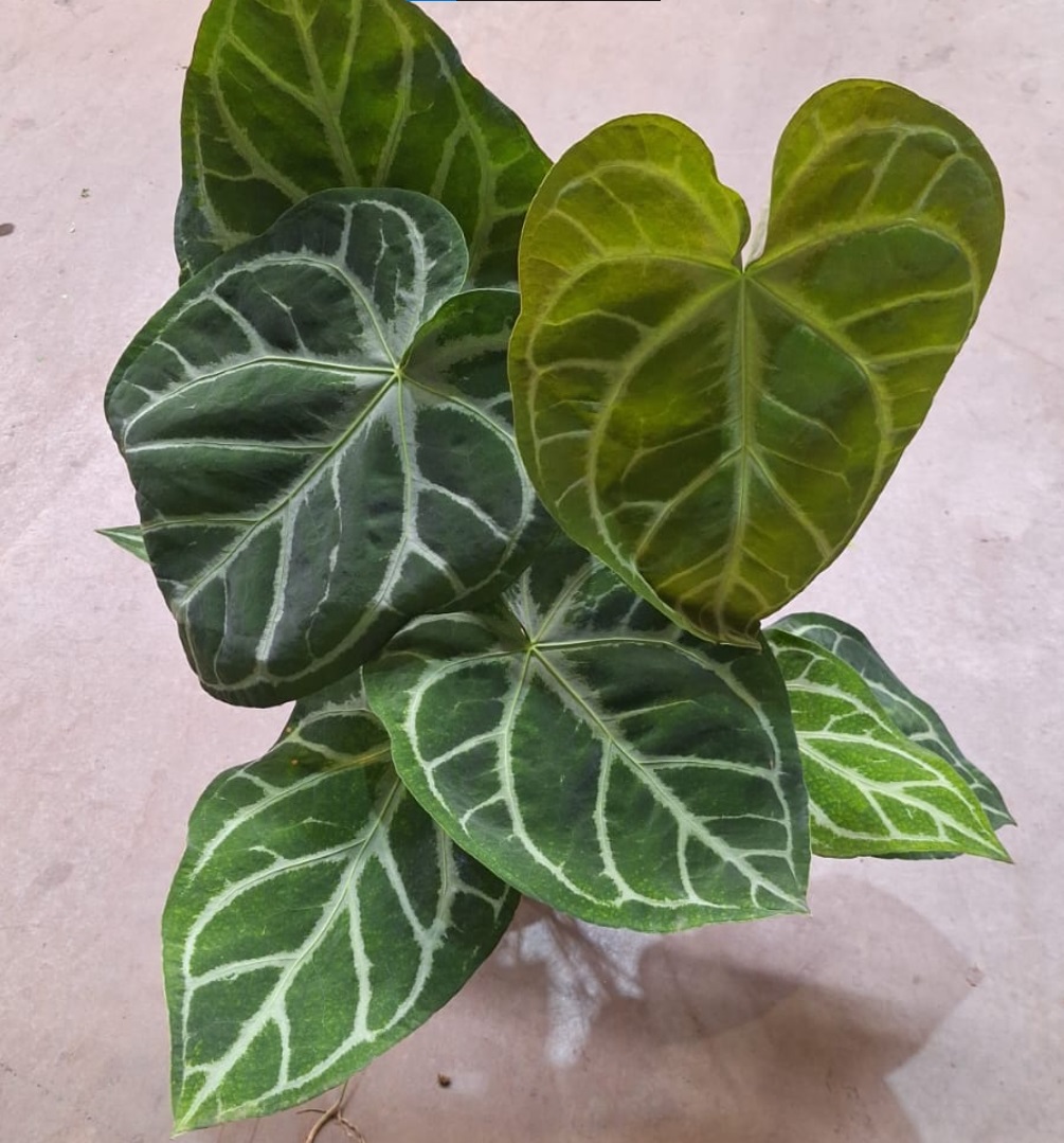 Anthurium crystallinum - Rebrotar Plantas