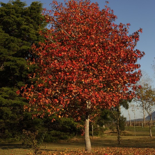 LIQUIDÂMBAR (Liquidambar styraciflua) - Muda com até 1,20m - Rebrotar ...