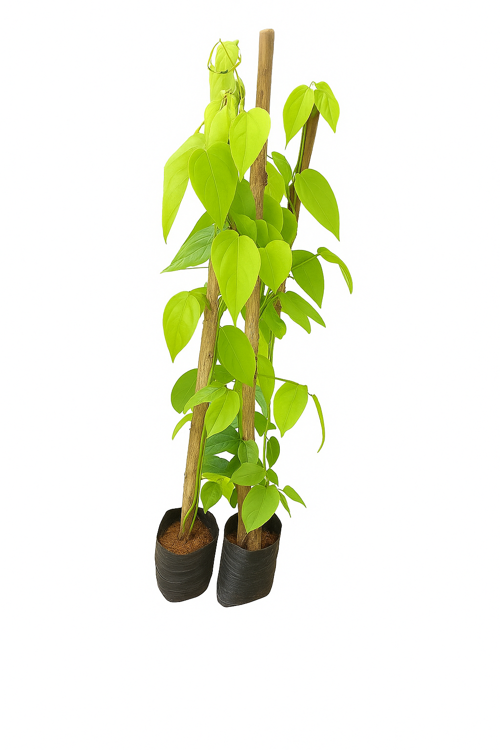 Den. cucumerinum＆willnckii Jade Girl＆ Jade Picon e André Lamoglia curtem praia juntos no Rio | Gshow