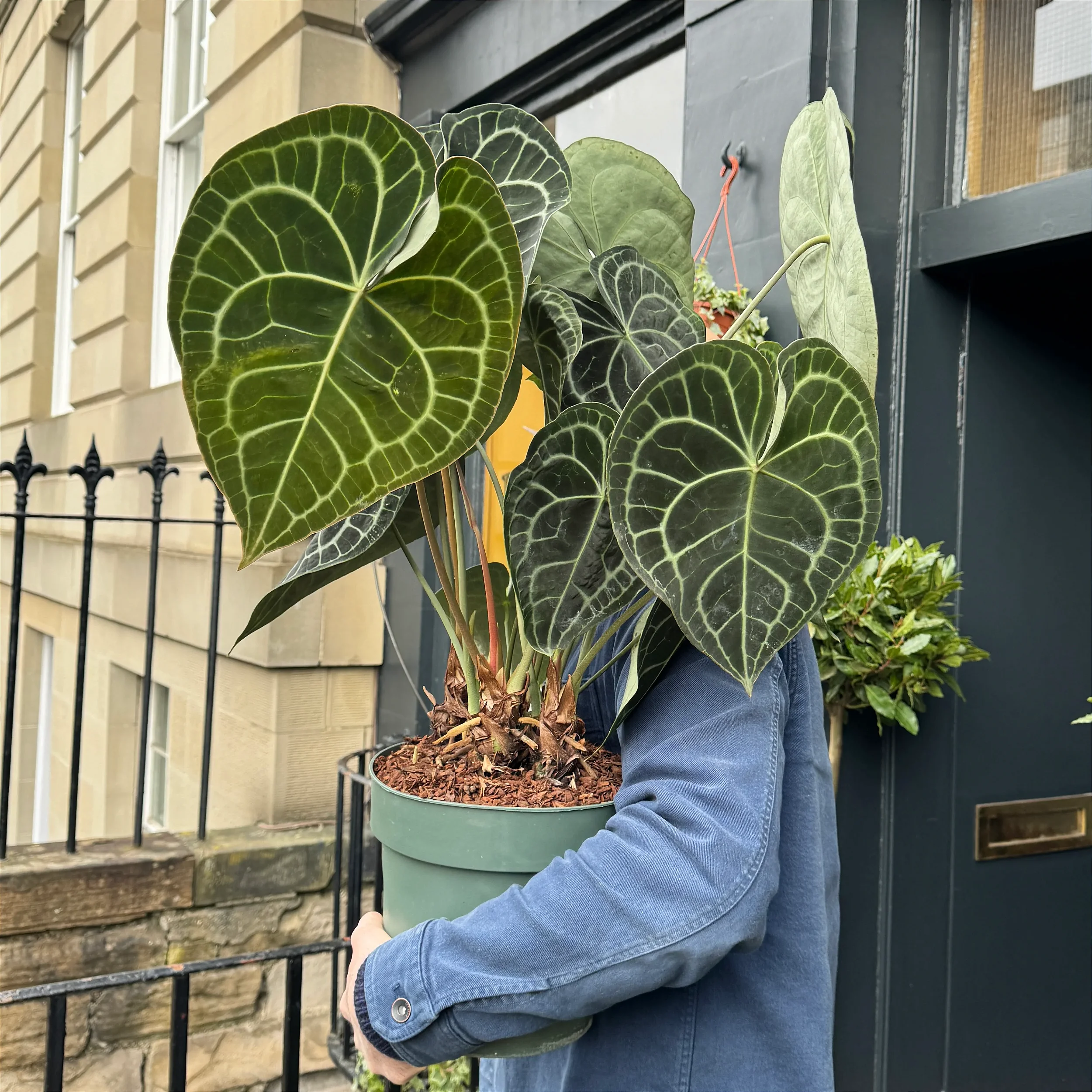 その他観葉植物 Anthurium Clarinervium 001 Anthurium Clarinervium - Rebrotar Plantas