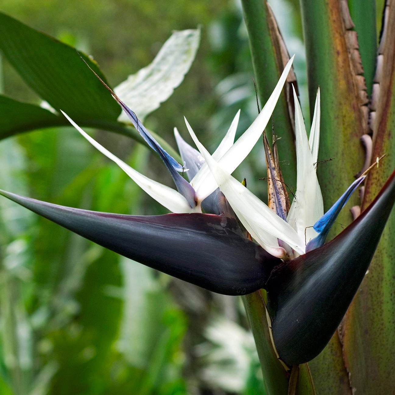 AVE DO PARASO NEGRA (Strelitzia augusta) - Muda com at 60 cm - Rebrotar  Plantas