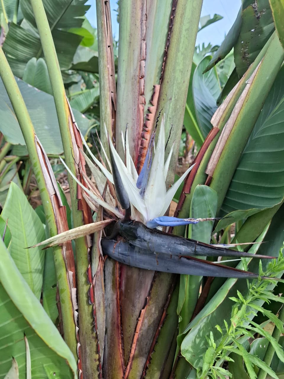 AVE DO PARASO NEGRA (Strelitzia augusta) - Muda com at 60 cm - Rebrotar  Plantas