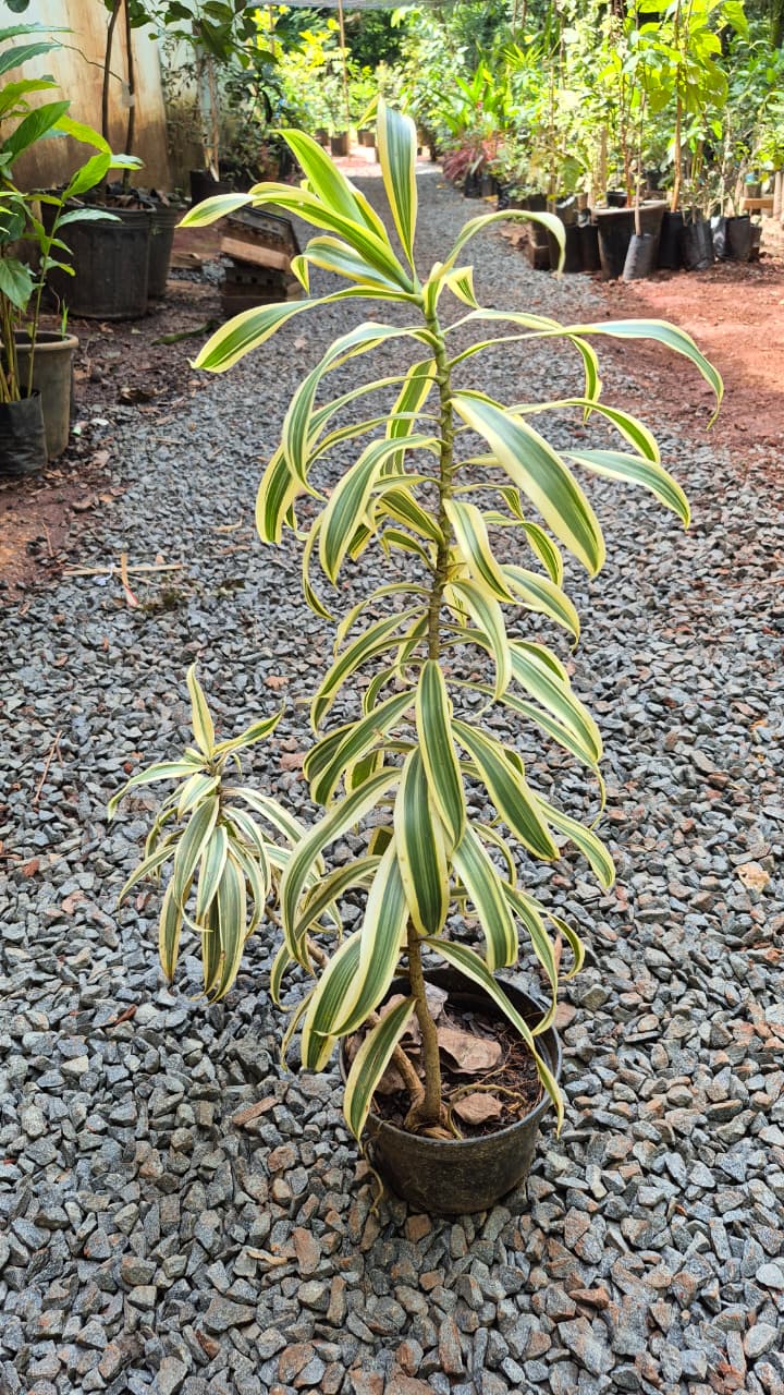 PLEOMELE VARIEGATA (Dracaena reflexa) - Muda com at 60 cm - Rebrotar  Plantas