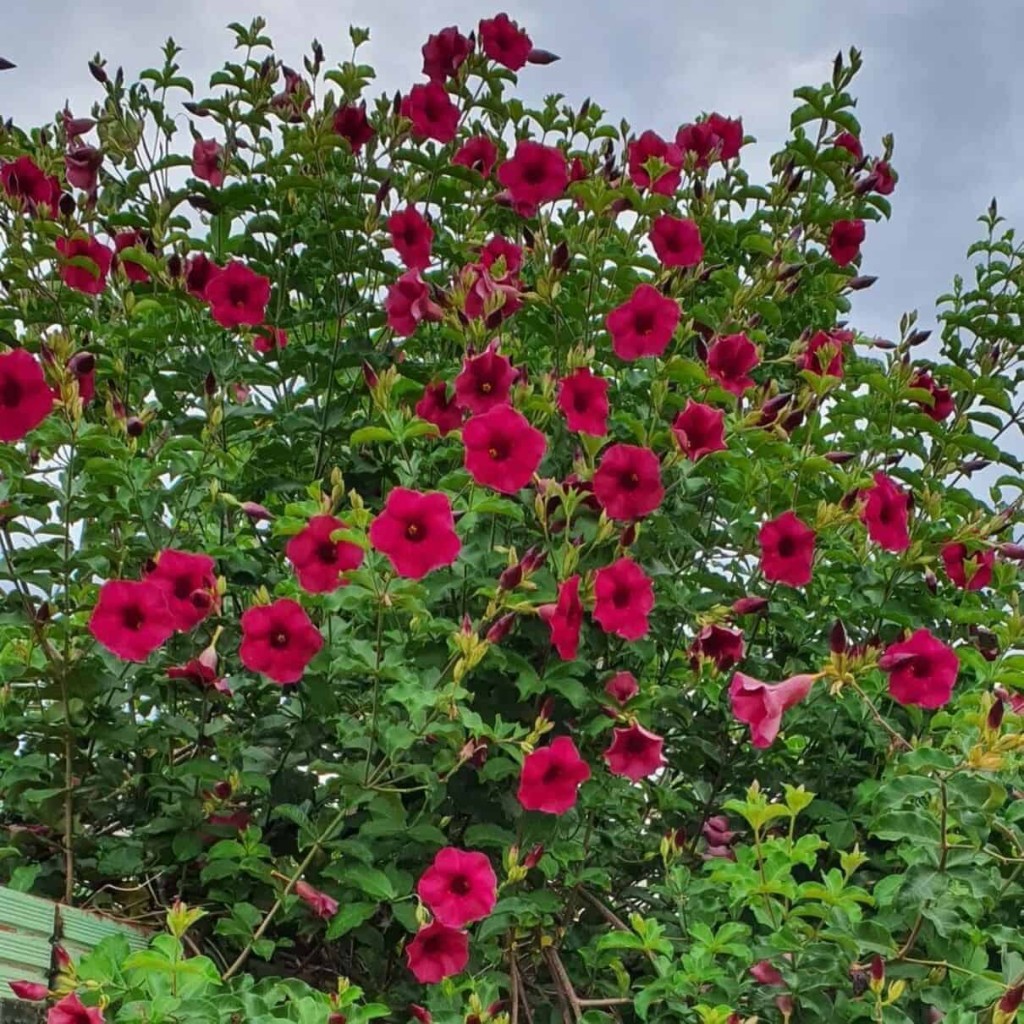 ALAMANDA ROXA ou RUBRA (Allamanda blanchetti Violacea) - Rebrotar Plantas