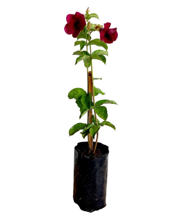ALAMANDA ROXA ou RUBRA (Allamanda blanchetti Violacea) - Rebrotar Plantas