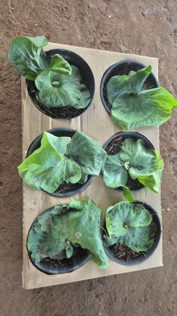 CHIFRE SUPERBUM (Platycerium Superbum) - Pote 15 - Rebrotar Plantas