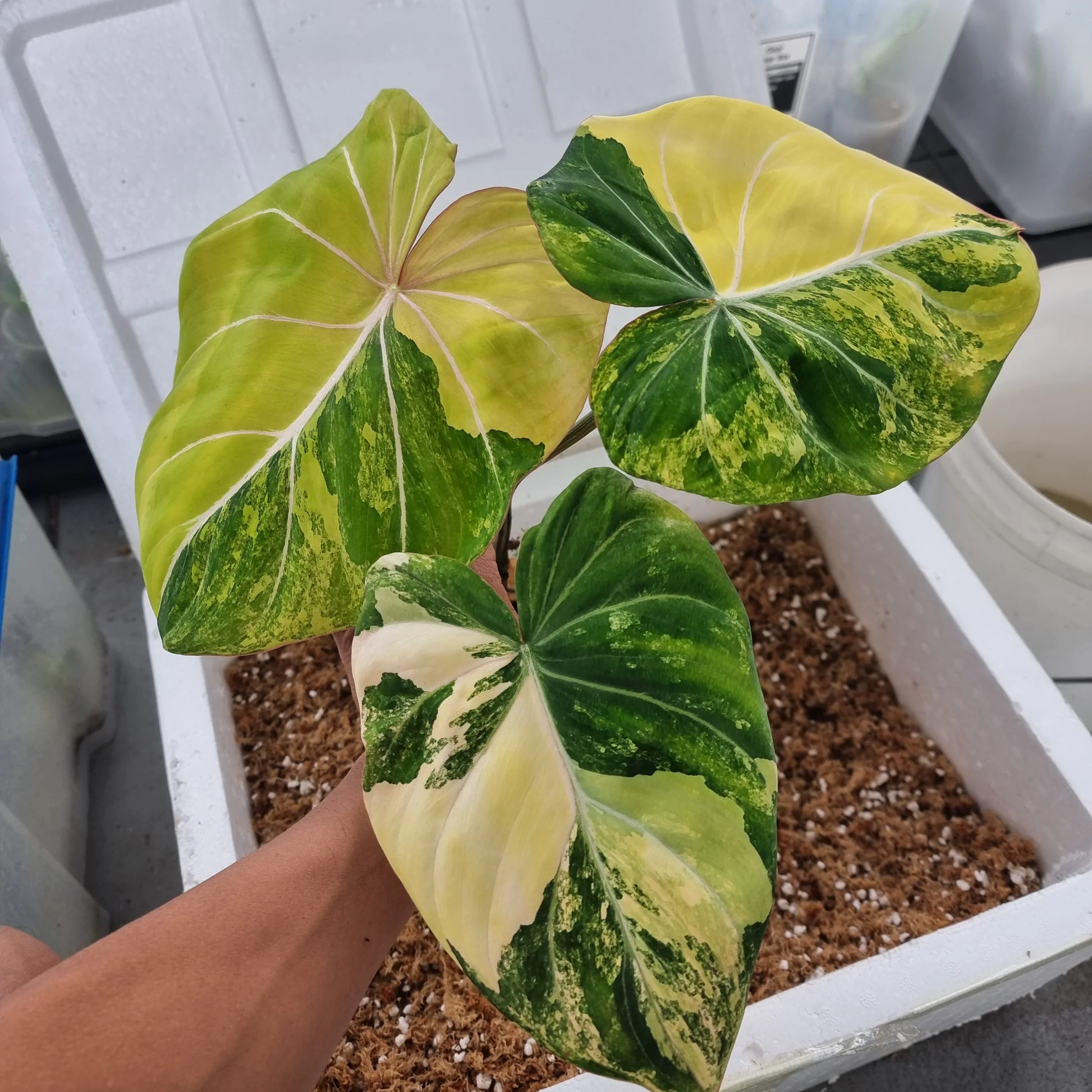 philodendron gloriosum tricolor Philodendron Gloriosum Variegata Tricolor – Exotic-Flowers