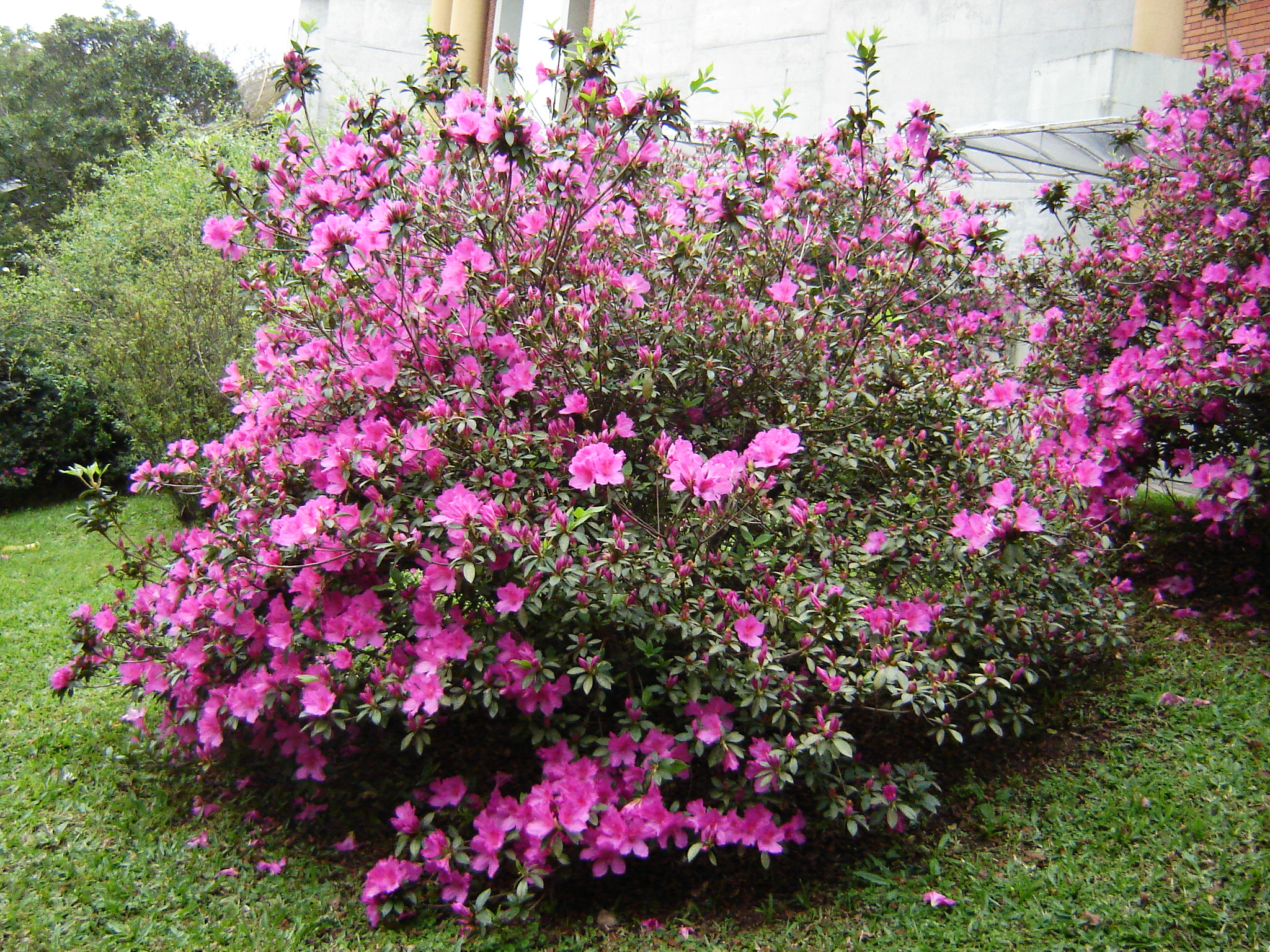 AZALÉA (Rhododendron simsii) - Muda com até 30 cm - Rebrotar Plantas