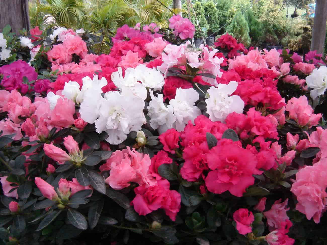 AZALÉA (Rhododendron simsii) - Muda com até 30 cm - Rebrotar Plantas