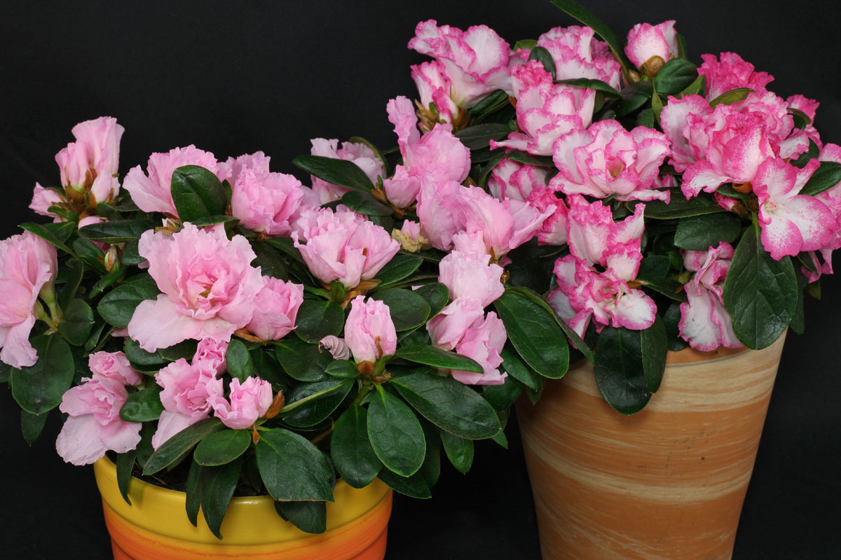AZALÉA (Rhododendron simsii) - Muda com até 30 cm - Rebrotar Plantas