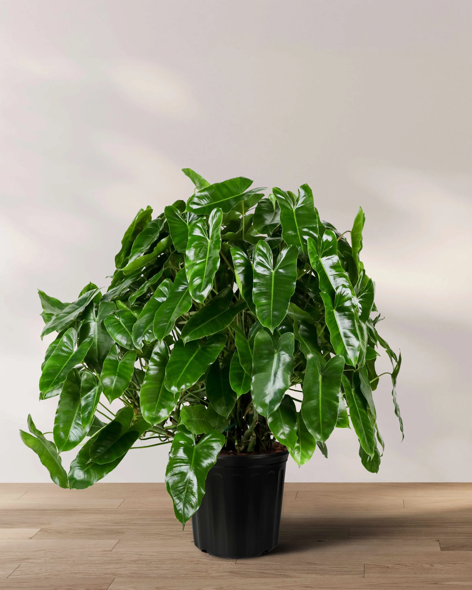 Philodendron burle-marxii - Muda com até 20 cm - Rebrotar Plantas