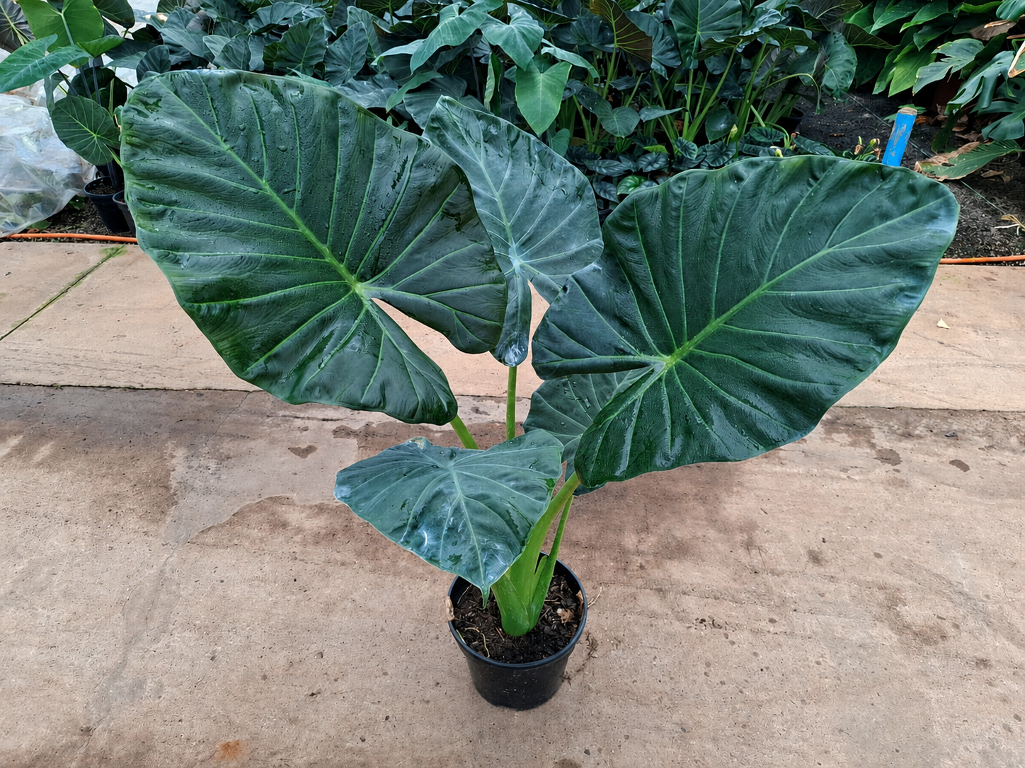 Alocasia 'Regal Shields' - Pote 20 - Rebrotar Plantas